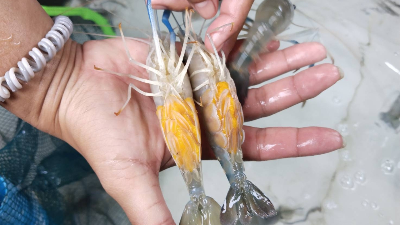 กุ้งพันธ์เศรษฐีตัวเมียไข่